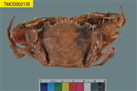 藏品(銳齒蟳)的圖片